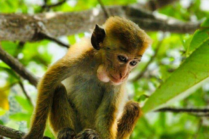 Galle : Koggala Lake Boat Safari met Apen Vogels & Natuur