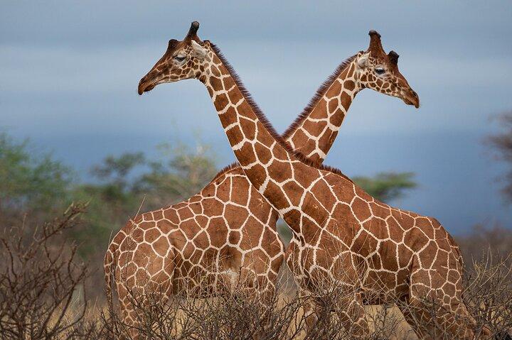 Tour privato al Giraffe Centre Adventure