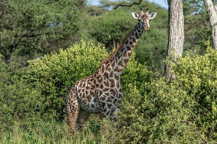 Tour privato al Giraffe Centre Adventure