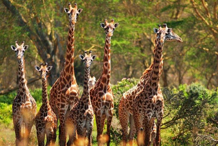 Tour privato al Giraffe Centre Adventure