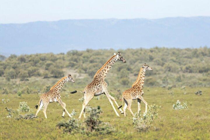 Tour privato al Giraffe Centre Adventure