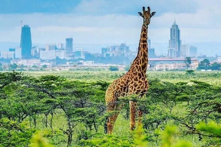 Tour privato al Giraffe Centre Adventure