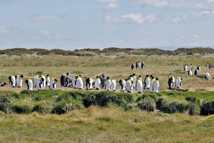 Visita alla riserva dei pinguini reali da Ushuaia