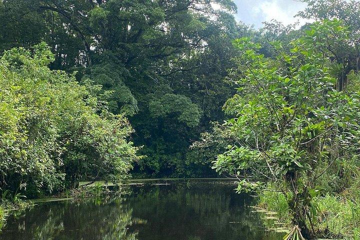 Bijagua de Upala: Responsible Sloth Safari & Floating Lagoon
