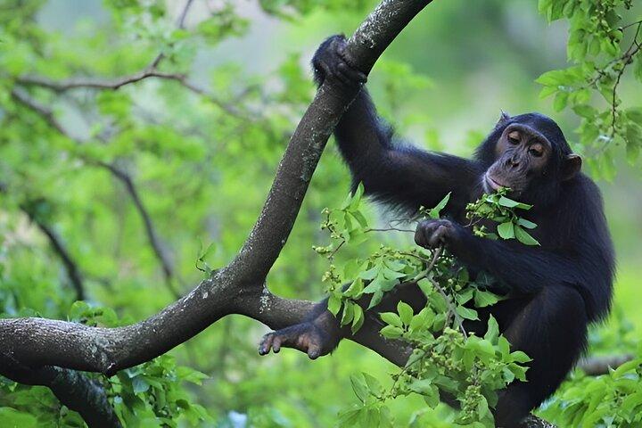 1 Tag Schimpansen Trekking Safari zum Kibale Nationalpark