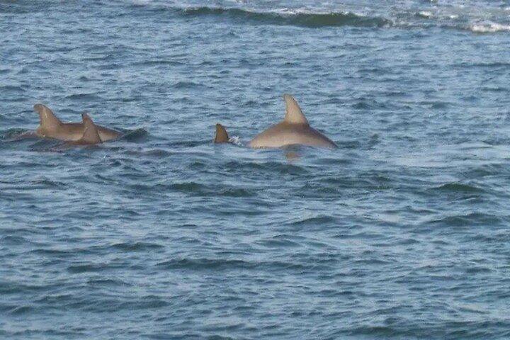 Dolphin Discovery Sunset Cruise