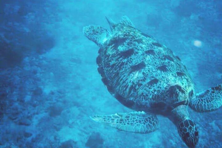 Excursion d'une journée en catamaran aux îles Similan Départ tardif