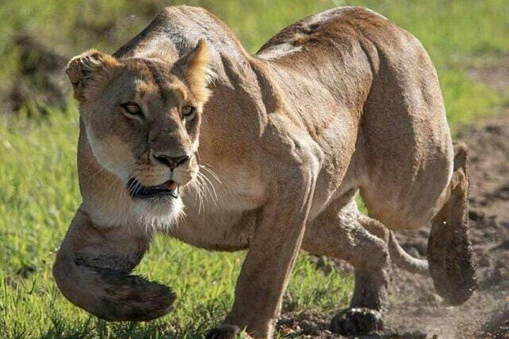 3 giorni 2 notti Masai Mara Unendosi a Safari da Nairobi