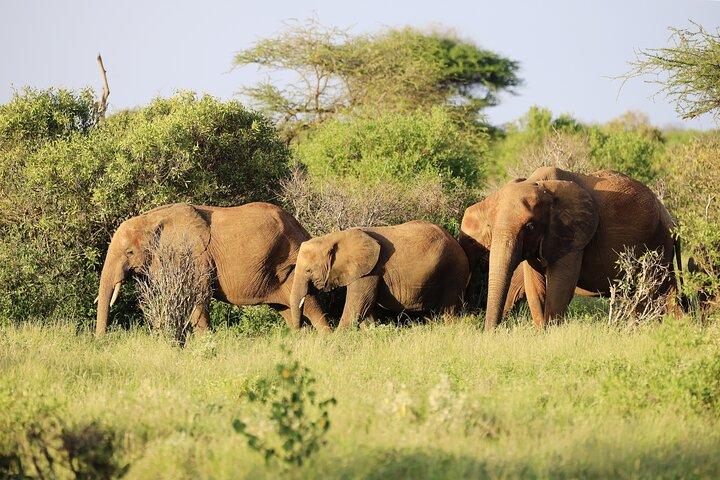 9 Tage Kenia Familienabenteuer