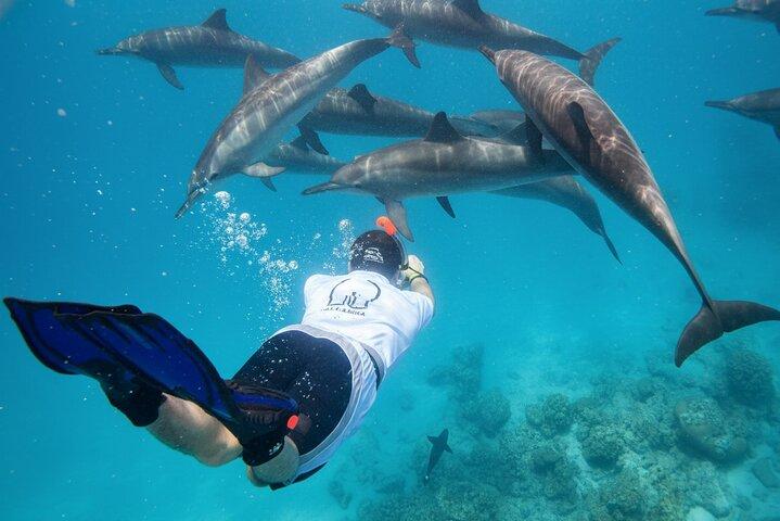 Simma med delfiner på Samadai Reef Snorkling från Marsa Alam
