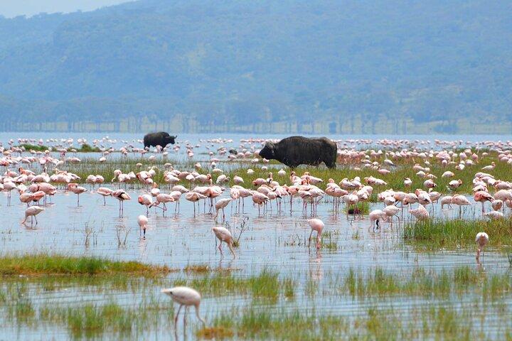 Aventure en famille au Kenya de 9 jours