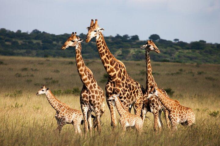 Chobe full Day Trip