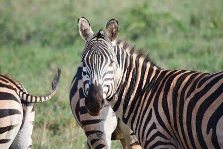 Excursion de 6 jours au Masai Mara Lake Nakuru et Amboseli Safari