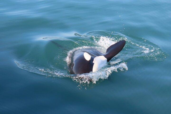 Juneau Whale Watch e Wildlife Quest
