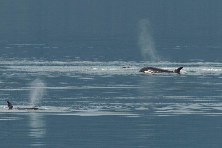 Juneau Whale Watch e Wildlife Quest