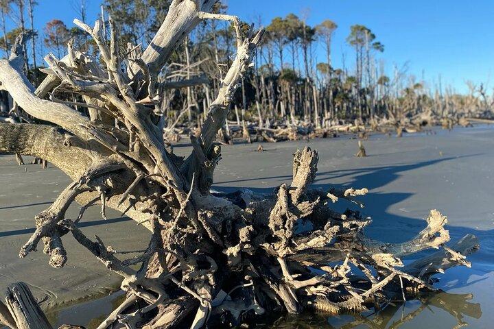 Capers Island Wildlife Exploration