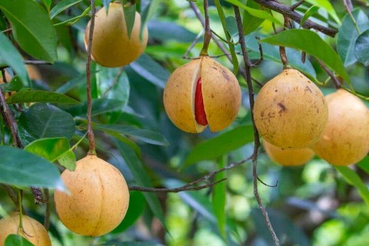 Zanzibar Spice tour avec cuisine locale + Stone Town City Tour