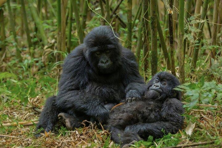Gorilla Trekking Abenteuer im Vulkan Nationalpark