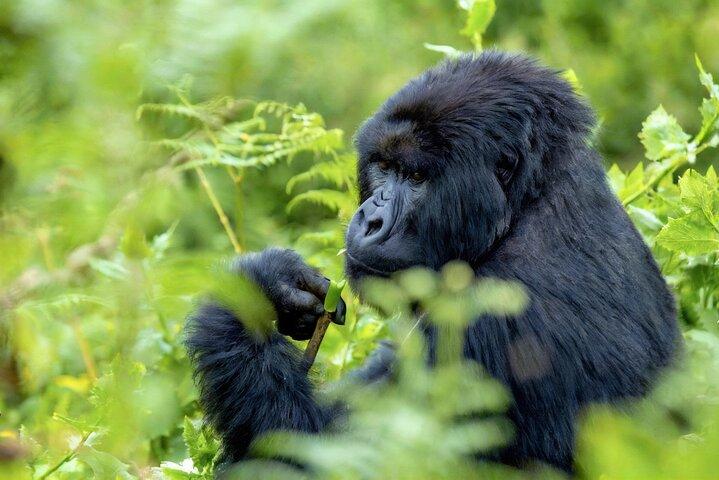 Gorilla Trekking Abenteuer im Vulkan Nationalpark
