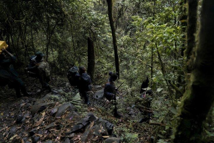 Gorilla Trekking Abenteuer im Vulkan Nationalpark