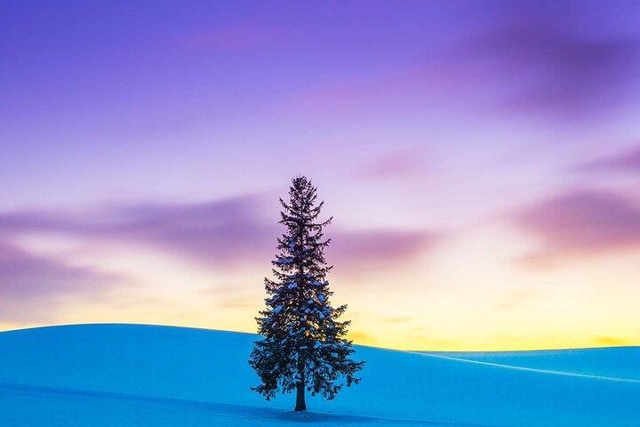 Hokkaido Tour, Asahiyama Zoo, Christmas Tree and Biei Green Pond