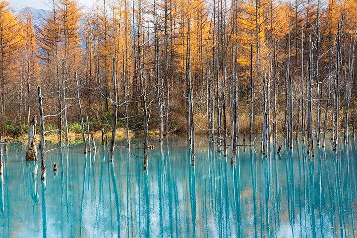 Hokkaido Tour, Asahiyama Zoo, Christmas Tree and Biei Green Pond