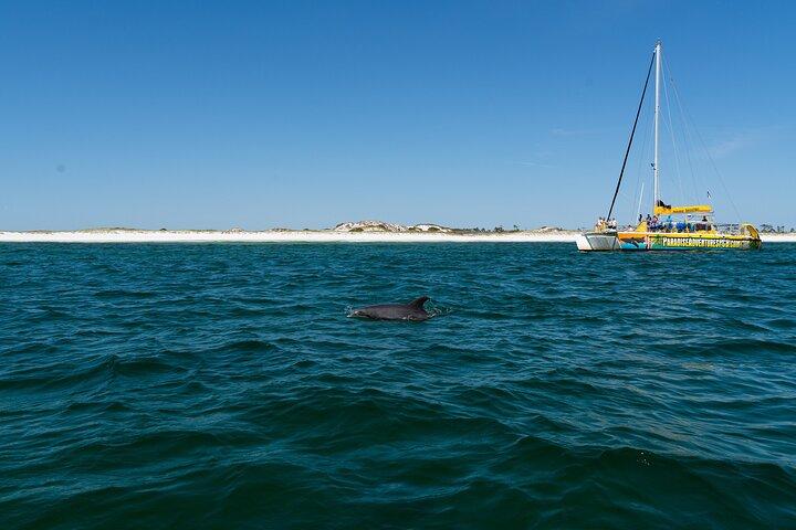Dolphin Sightseeing Tour on Lazy Daze
