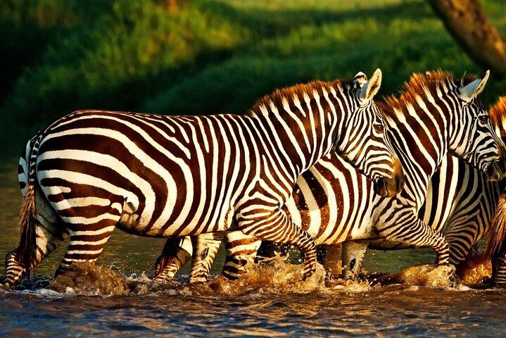 Halvdagstur til Lake Nakuru National Park fra Nakuru