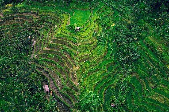 Tour Privado em Ubud: Waterfalls, Temple and Rice Terraces Swing