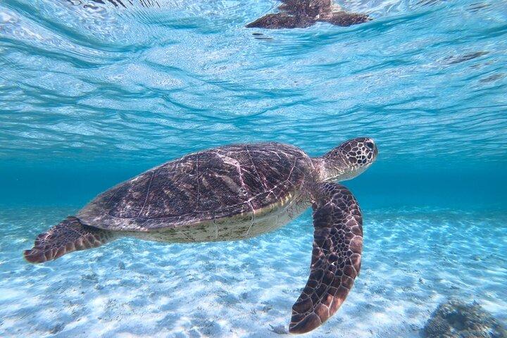 Miyakojima "Il tasso di incontri è del 100%" [Snorkeling con tartarughe marine e pesci pagliaccio] Nessun costo aggiuntivo | Garanzia di rimborso completo | Bambini di 1 anno benvenuti | Noleggi e foto gratuiti illimitati