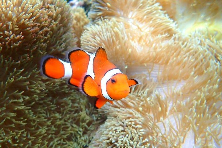 Miyakojima "Il tasso di incontri è del 100%" [Snorkeling con tartarughe marine e pesci pagliaccio] Nessun costo aggiuntivo | Garanzia di rimborso completo | Bambini di 1 anno benvenuti | Noleggi e foto gratuiti illimitati