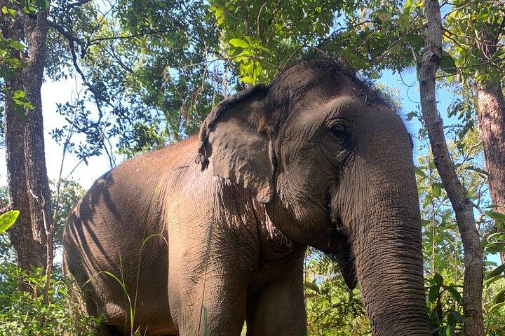Pleje Elephants Chiang Mai Halvdag