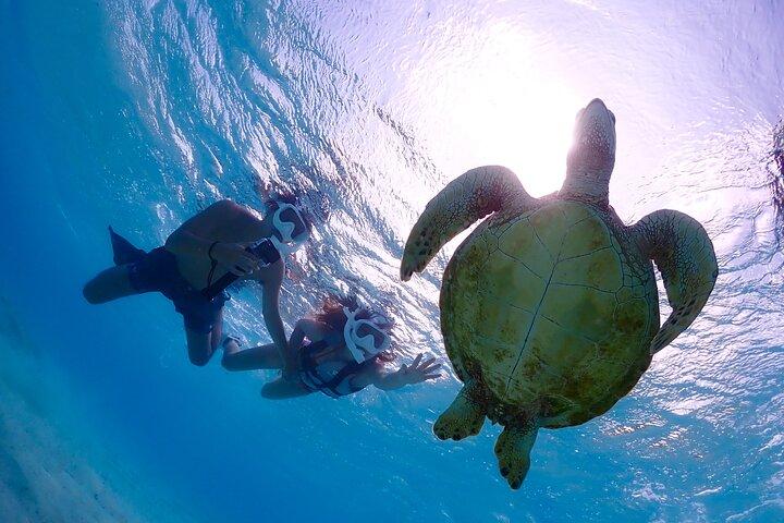 Miyakojima 《Encounter rate 100% ongoing》 [Sea Turtle & Clownfish Snorkeling] No additional fee｜Full refund guarantee｜1 year old OK｜Free rental and photography