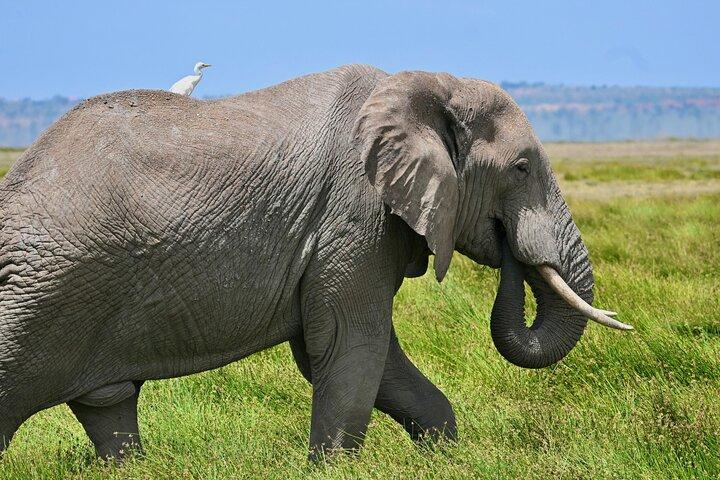 3 Tage Amboseli Safari mit Elefanten und Kilimandscharoblick