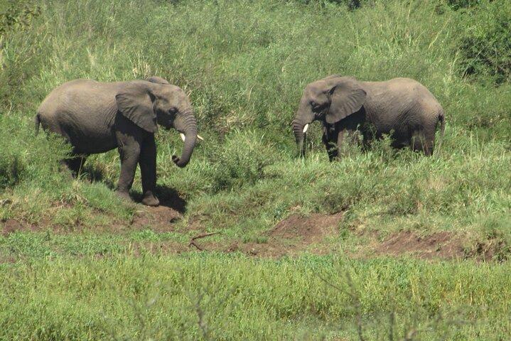 3Days Murchison Falls Tour Big 5 and Chimpanzee Tracking