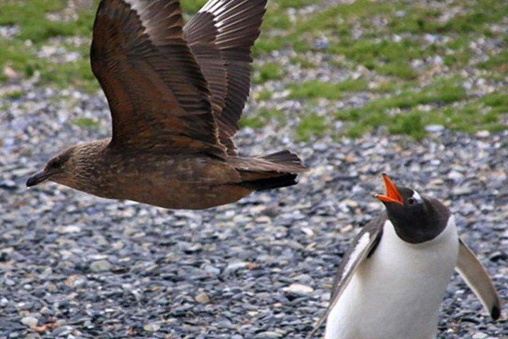 ビーグル水道とペンギン島を通る航行