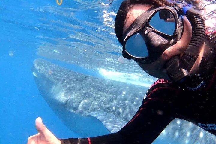 プライベートツアーでジンベイザメと泳ぐ