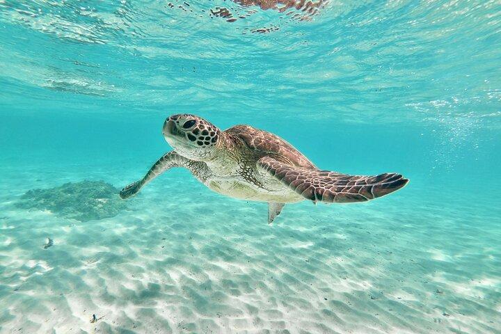 Formule standard Miyakojima [SUP et observation des tortues marines] Sans frais supplémentaires | Remboursement intégral garanti | Location et photos gratuites | À partir de 1 an | Venez les mains vides
