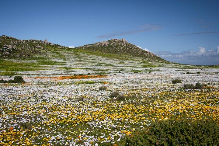 Excursion d'une journée à la fleur de la côte ouest