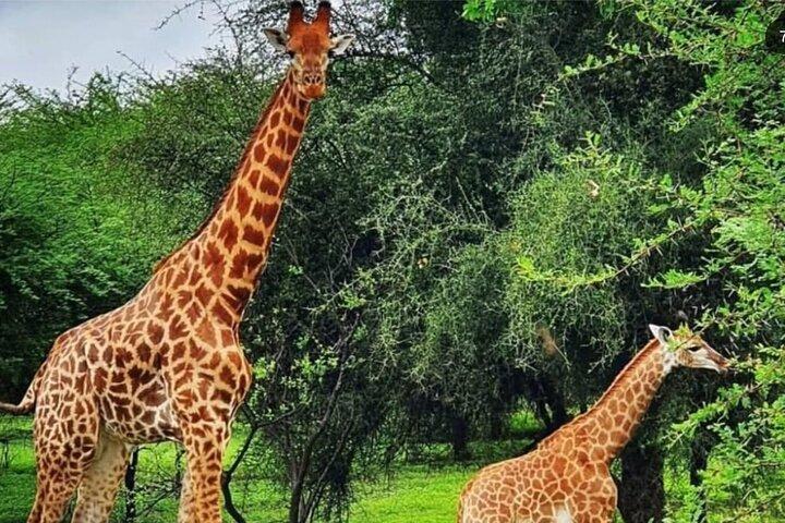 バンディア保護区への遠足