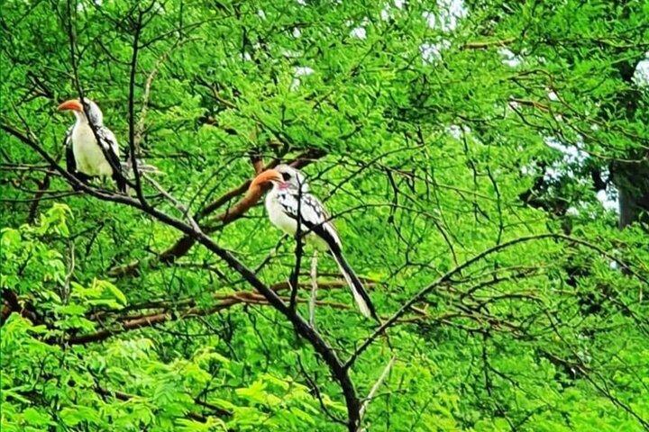 Excursion to Bandia Reserve