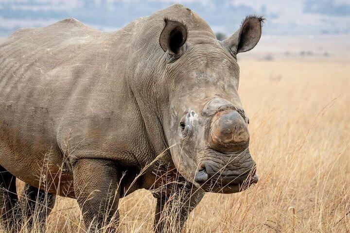 Safari privato di un giorno al Parco nazionale di Nairobi
