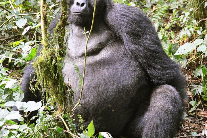 7 Dias Uganda Grande 5 Safari