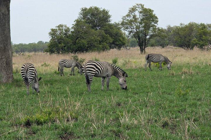 3 Tage 2 Nächte Safari in Mikumi.