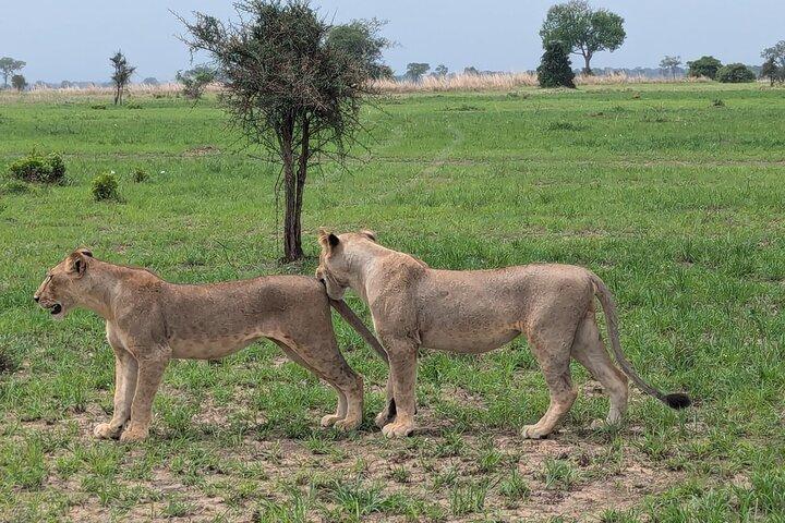 3 Tage 2 Nächte Safari in Mikumi.
