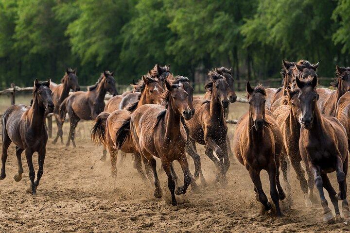 O Horse Show "Puszta"