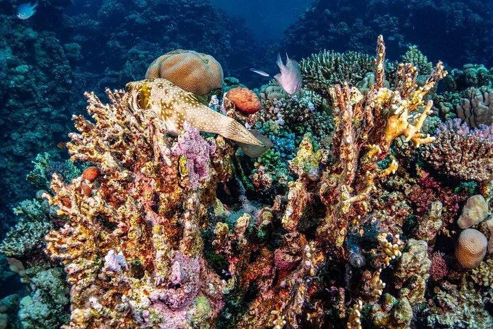 マルサ・ムバラク湾でカメとジュゴンシュノーケリング