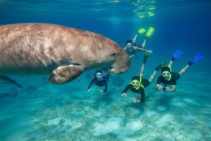 Zwemmen met schildpadden en Dugong Snorkelen bij Marsa Mubarak Bay