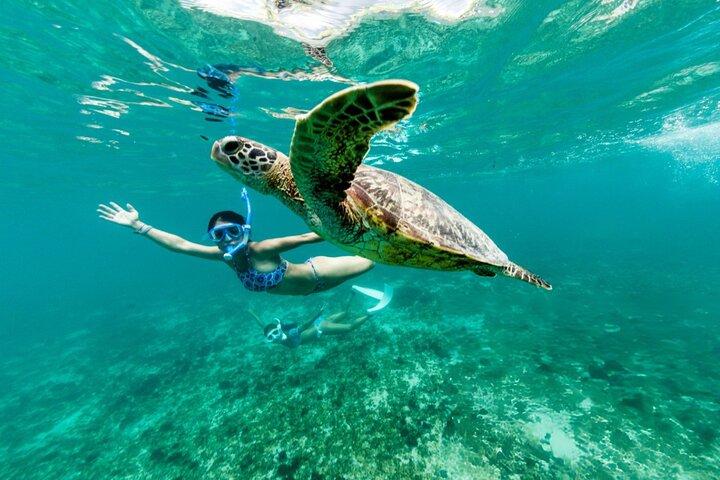 マルサ・ムバラク湾でカメとジュゴンシュノーケリング