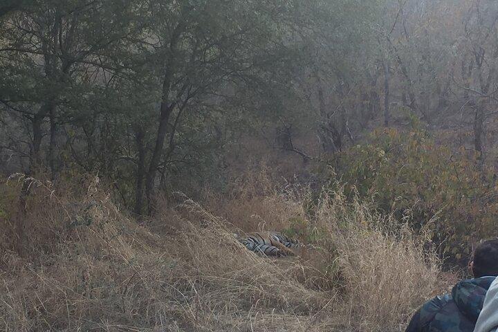Tour di un giorno alla Riserva delle Tigri di Ramgarh Vishdhari da Jaipur
